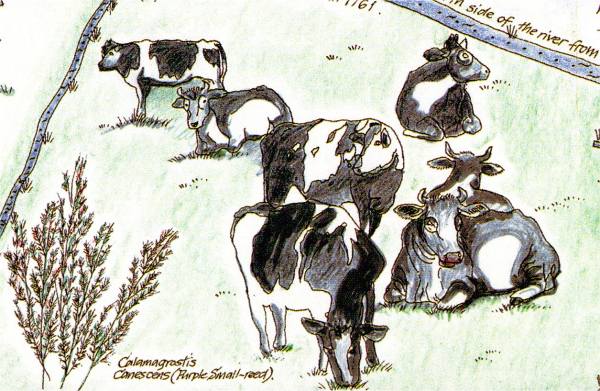 The Wenhaston Millennium Map