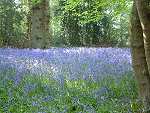 Bluebells in Vicarage Grove