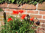 Poppies in the village street