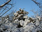 Gorse bushes in the snow. Bickers Heath