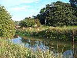 The River Blyth
            just above Blyford Bridge between Blyford and Wenhaston